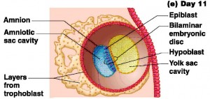 body_cavity_fig01