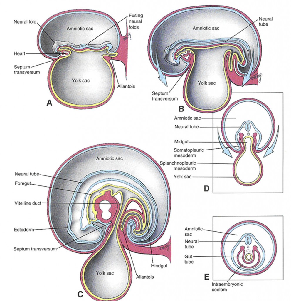 body_cavity_fig07
