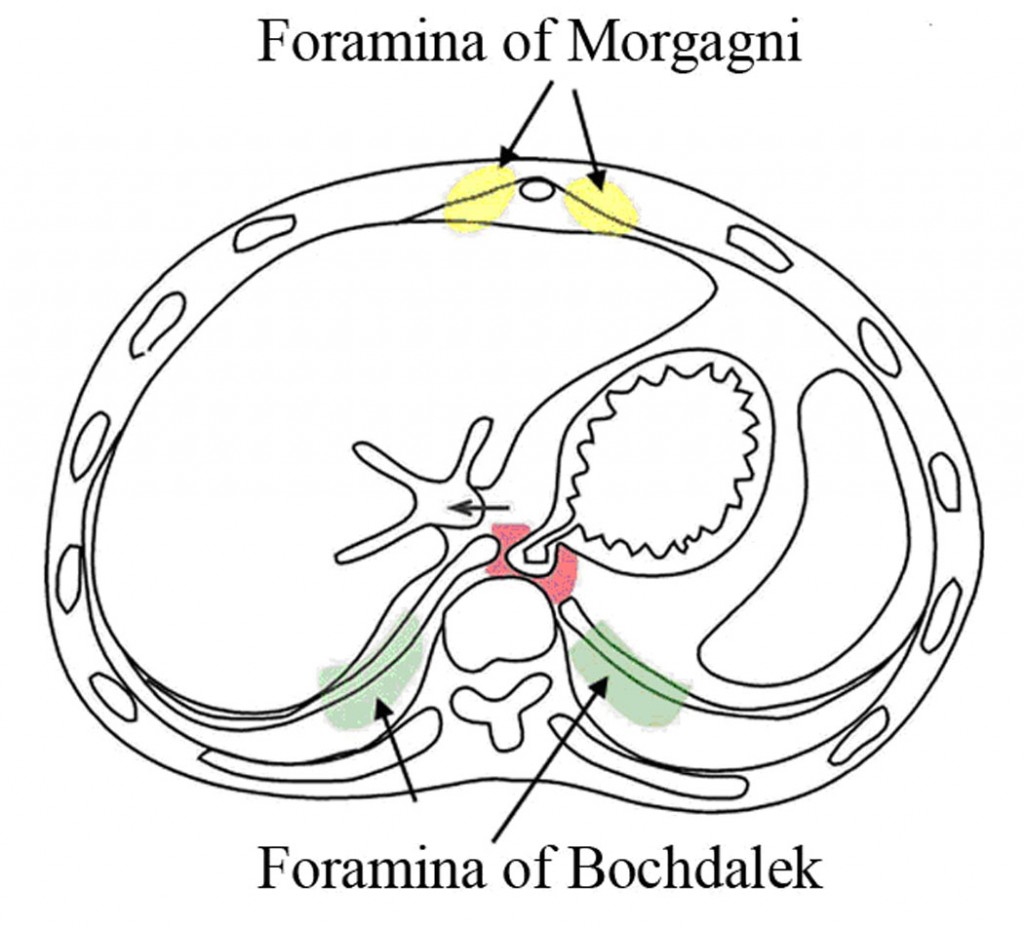body_cavity_fig10