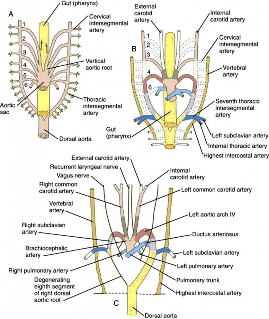embryology_gvessels_mercedes_01