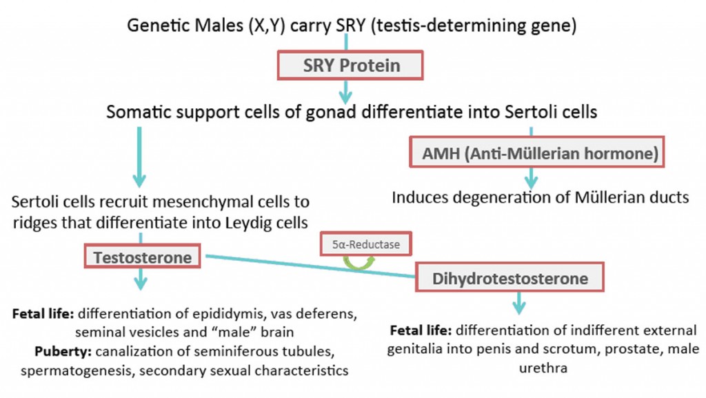 reproductive_embryology_fig03