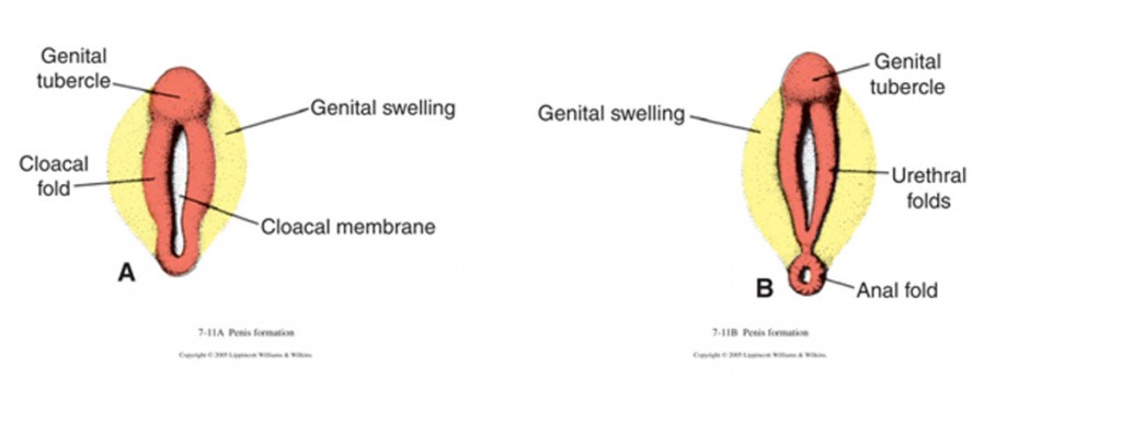 reproductive_embryology_fig05