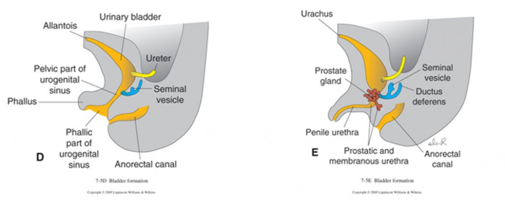 reproductive_embryology_fig06