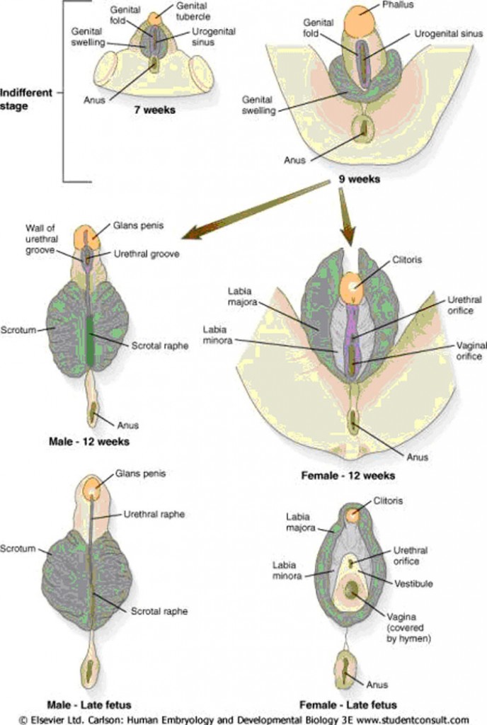 reproductive_embryology_fig07