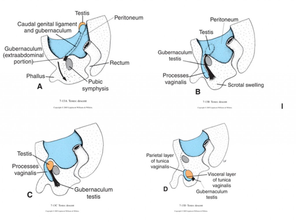 reproductive_embryology_fig08